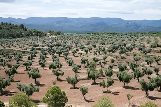 olivares