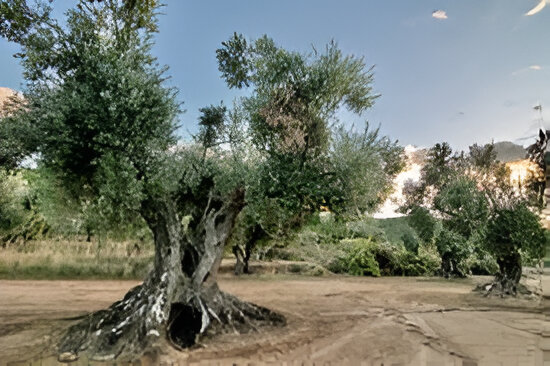 olivares